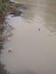 Warga Resah, Limbah Ayam Potong Diduga Dibuang ke Sungai