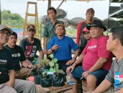 Unik. Buah Anggur Yang Ditanam Bukan di Ambil Dari Bibit Perkebunan