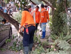 DLH Tangsel Sigap dan Cepat Evakuasi dan Rapikan Pohon Tumbang di Ciater