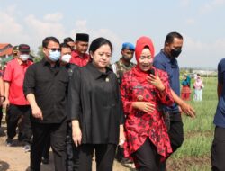 Puan Subsidi Pupuk Petani Bawang Merah Jangan Dicabut