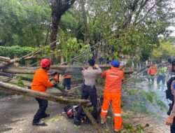 Polisi Presisi Tim Respon Cepat Wiralodra Presisi Polres Indramayu Evakuasi Pengendara Sepeda Motor Yang Tertimbun Pohon Tumbang