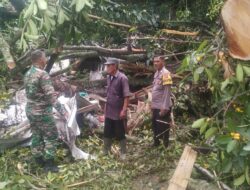 Polsek Terisi Evakuasi Pohon Besar Tumbang Di Desa Cikawung