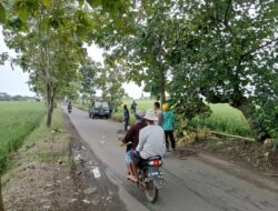 Antispasi Pohon Tumbang Polisi Dan PLN Pangkas Pohon Di Jalan Raya Ligung Kodasari