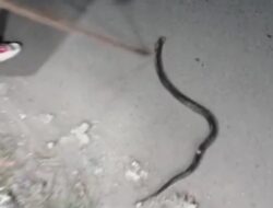 Pedagang Buah Depan SPBU Kedaung Pamulang Panik, Muncul Ular Kobra Ingin Masuk Kios Buahnya