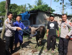 Idul Adha 1444 H dan Sambut Hari Bhayangkara Ke-77 Polres Tangsel Bagikan 71 Hewan Qurban