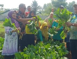 Dkp3 Tangsel Melalui Rw “MANTAP” Intruksikan Masyarakat Tanam Sayuran Di Rumah Menghadapi Musim Pancaroba