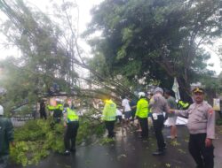 Sigap, Personel Polsek Ciputat dan Sat Lantas Polres Tangsel Evakuasi Pohon Tumbang di Ciputat