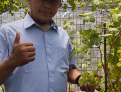Ketua FWJ Indonesia Korwil Tangerang Selatan Tinjau Budidaya Anggur di Pamulang