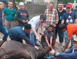 Mochamad Pandu, SE Menggelar Syukuran Dengan Memotong Dua Ekor Sapi