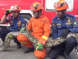 Sepanjang September, BPBD Kota Tangerang Bantu Pelepasan Cincin hingga Evakuasi Hewan Liar