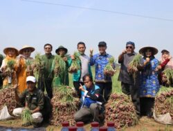 DKP Kota Tangerang Berhasil Lakukan Pembinaan, Panen Bawang Merah di Neglasari Capai 1,5 Ton