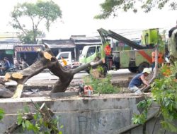 DLH Kota Tangerang, Gratis dan Begini Cara Warga Ajukan Pangkas Pohon di Kota Tangerang