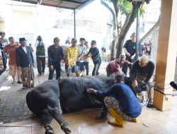 Wali Kota Tangerang Apresiasi Bantuan Sapi Kurban Presiden Prabowo untuk Warga