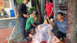 SMK PGRI 11 Ciledug Latih Jiwa Sosial dengan Berkurban, Sembelih 1 Ekor Sapi dan Dua Ekor Kambing